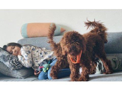 Erkek uygun poodle