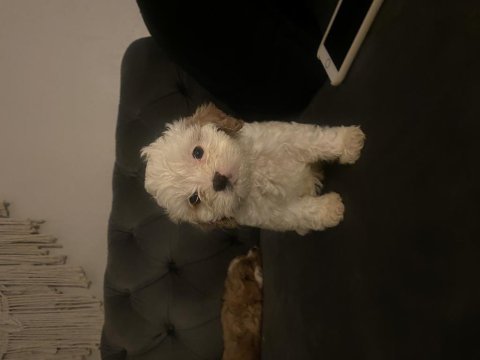 Orjinal cavapoo yavrularımız