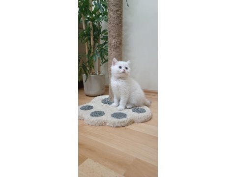 Full şecereli anne babadan safkan erkek kedimiz