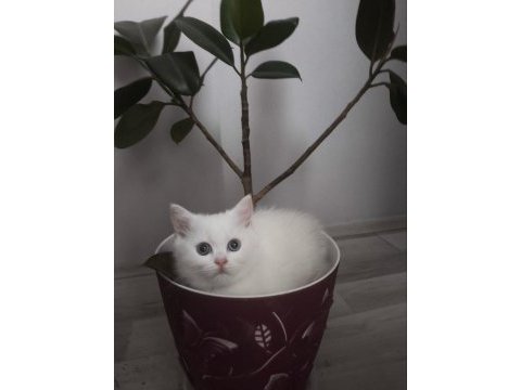 British shorthair kedilerimiz