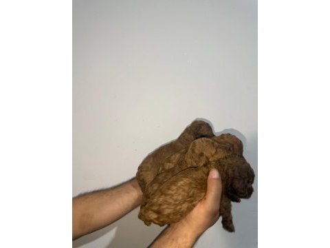 Toy poodle sağlık garantili