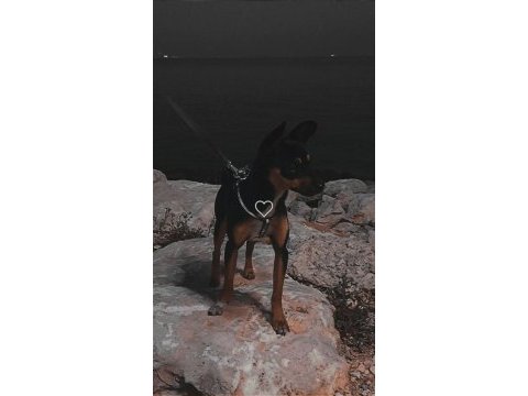 Pinscher 10 aylık köpeğimiz