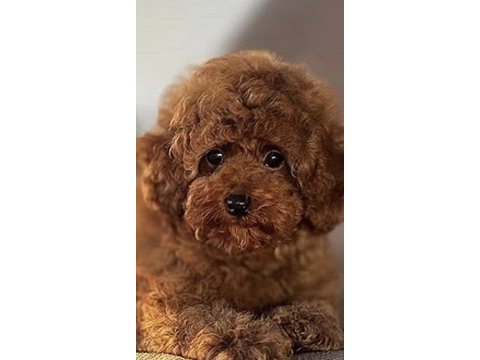 Toy poodle kore minyatür hepsi mevcut