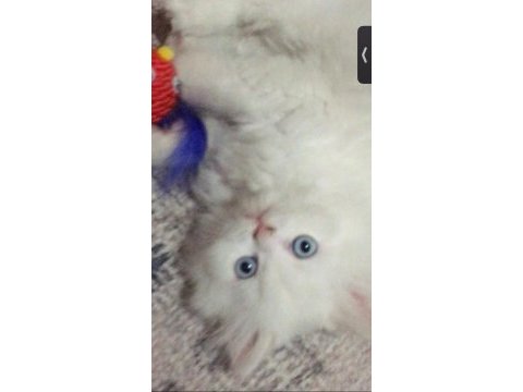 Persian 2 aylık yavru