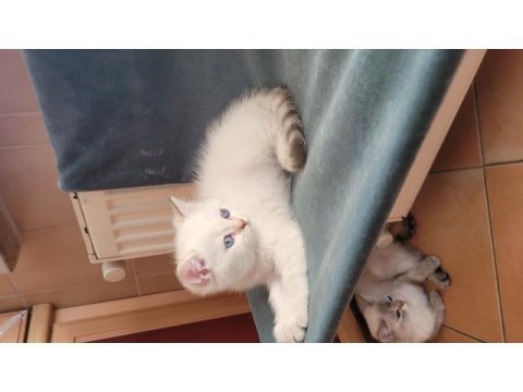 Saf kan british shorthair dişi yavru