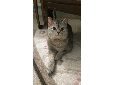 Bulut, british shorthair silver shaded