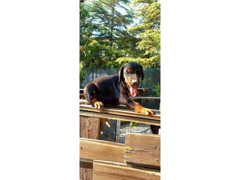 Şecereli safkan anne babadan 2 aylık doberman yavruları