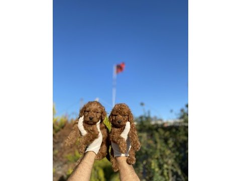 Mükemmel ufacık toy poodle yavrularım