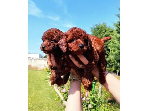 Toy poodle yavrular ruhsatlı çiftlikten