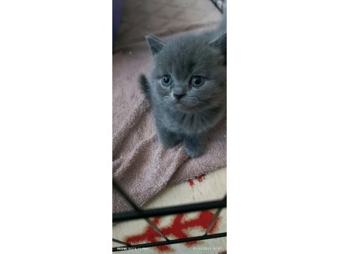 British shorthair safkan