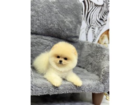 Güzeller güzeli pomeranian oyuncu yavrularımız