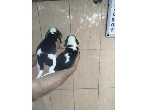 Beagle yavrularımız
