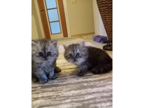 Satılık 2 aylık british shorthair