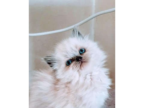 Çok çirkin british longhair yavru