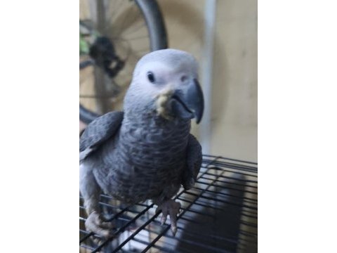 Bebek jako papağanı bir bacağı içeri basmaktadır