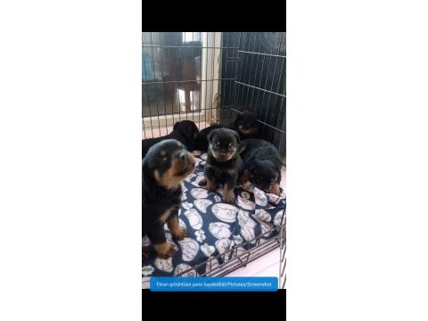 Onlar bir dünya rottweiler şampiyonu torunları