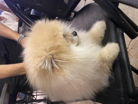 2 aylık erkek pomeranian