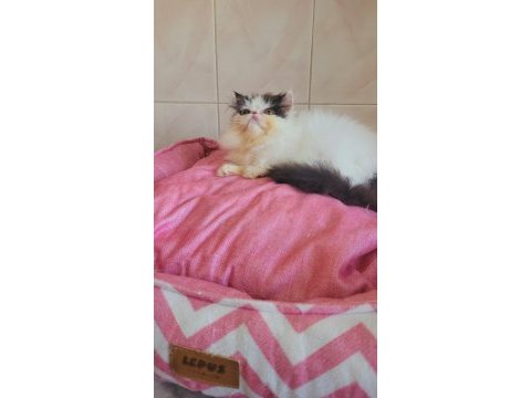 Full şecereli şampiyon kan hattı exotic shorthair snoppy