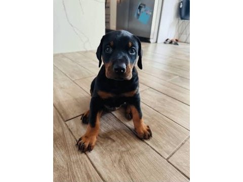 İsteğe özel estetikli doberman