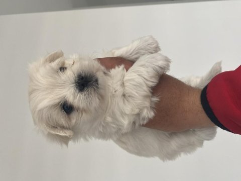 En mini boy birbirinden güzel maltese bebeklerimiz