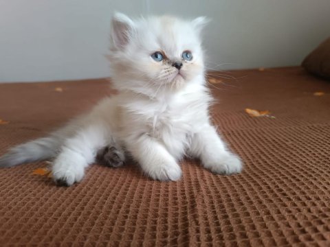 British longhair tatlı oğlumuz
