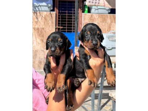 Doberman yavruları