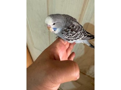 25, 26 ve 27 günlük kusursuz 3 erkek jumbo bebek muhabbet