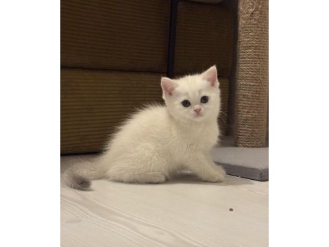 Uygun dişi golden point kediler son 2