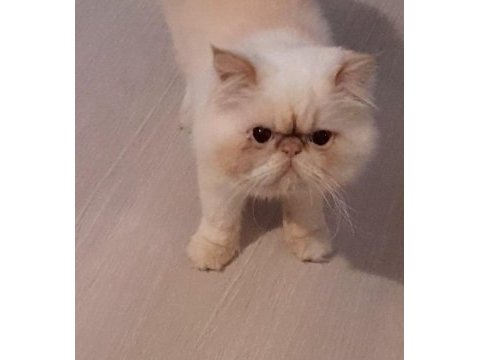 Kedilerimi baba oğul sahiplendiriyorum