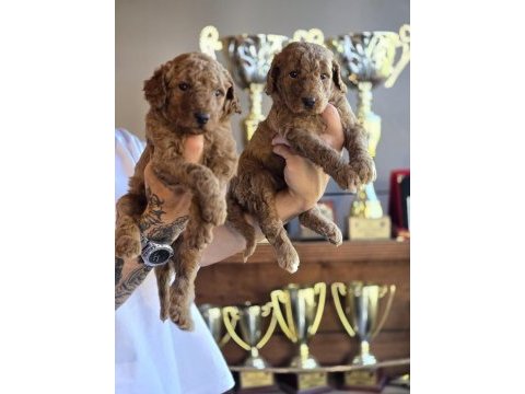 Dev poodle seçkin yavrular