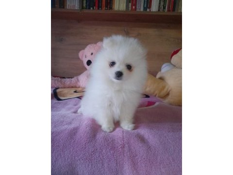 Pomeranian boo teddy bear 2 aylık beyaz dişi