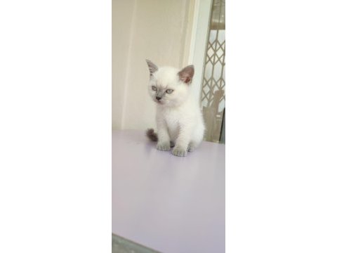 2 aylık dişi blue point british shorthair