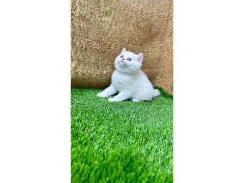 4 adet dişi british shorthair yavrumuz yeni yuvasını arıyor