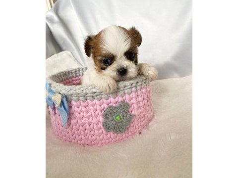 Kaymak shih-tzu bebişler (şitsu)