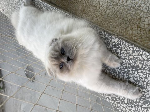 Scottish fold longhair güzel kızımız liva
