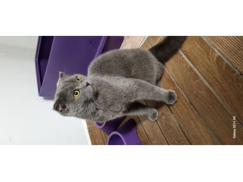 8 aylık erkek scottish fold