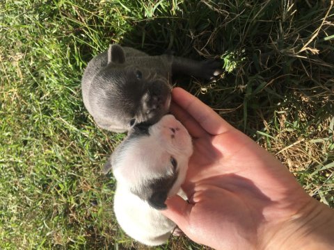 French bulldog minikler yeni doğdu