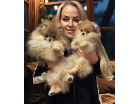 Pomeranian boo yavrularım