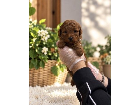 Red toy poodle yavrularımız