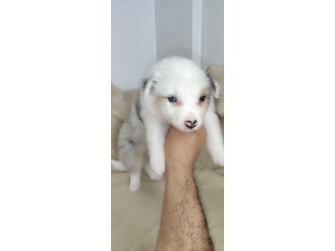 Efsane border collie yavrular