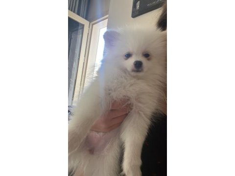 Sahibinden pomeranian köpeğimiz