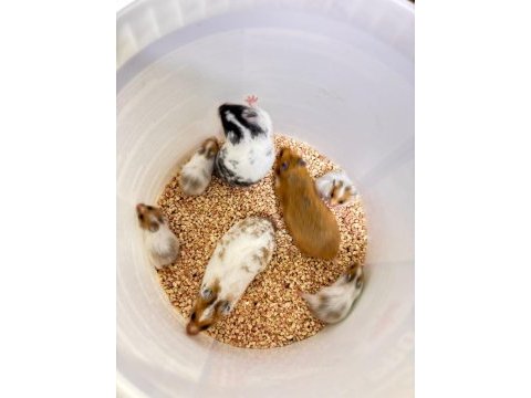 Suriye hamster