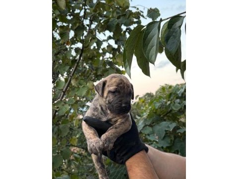 Sağlam kan presa canario yavru