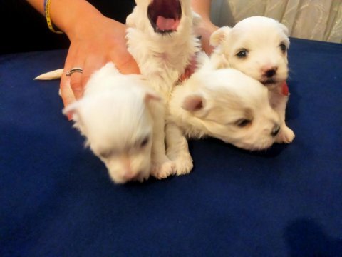 Maltese teacup yavru