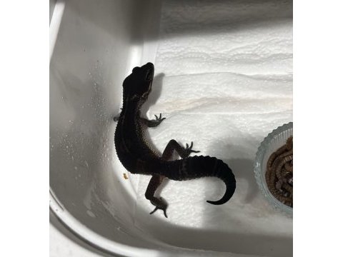 Black night leopard gecko