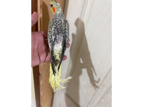Evlere maskot 50 günlük sultan bebek