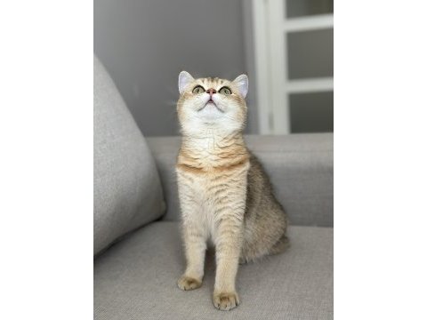 Ny11 dişi british shorthair