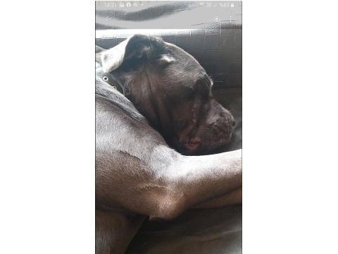 A şecereli cane corso şampiyonlar soyundan son yavru