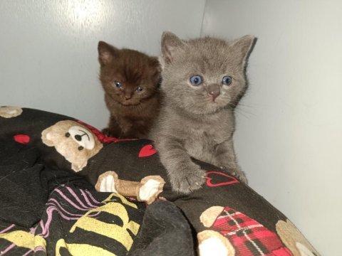 Cinnamon ve lilac british bebeklerim ailelerini arıyor