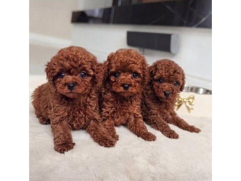 Show kalite yurtdışı girişli kore toy poodle yavrular